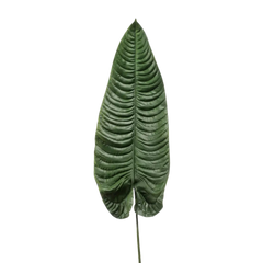 Elephant Ear Leaf