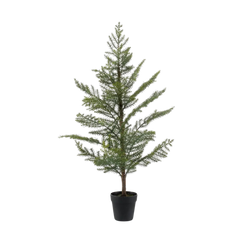 Araucaria in Plastic Pot 95cm