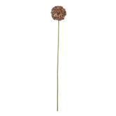 Allium Stem