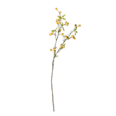 Hawthorn Branch