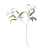 Eucalyptus Stem
