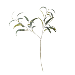 Eucalyptus Stem