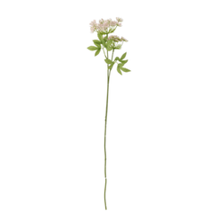 Fennel Stem