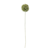 Allium Stem