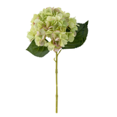 Hydrangea Stem