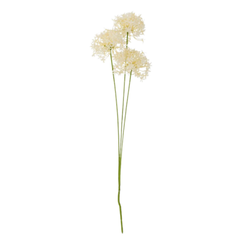 Allium Stem