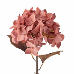 Hydrangea Stem