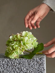 Hydrangea Stem