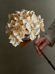 Hydrangea Stem