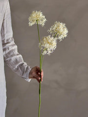 Allium Stem