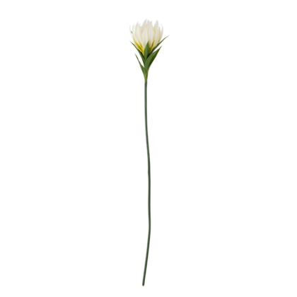 Lily Stem