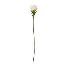 Lily Stem