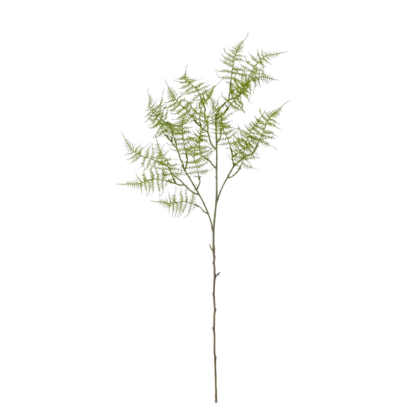 Fern Stem