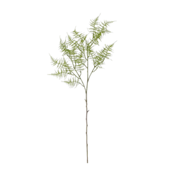 Fern Stem