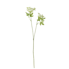Fennel Stem