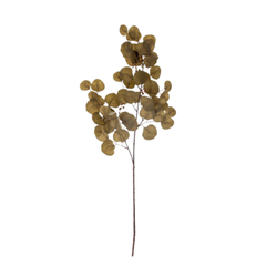 Eucalyptus Stem