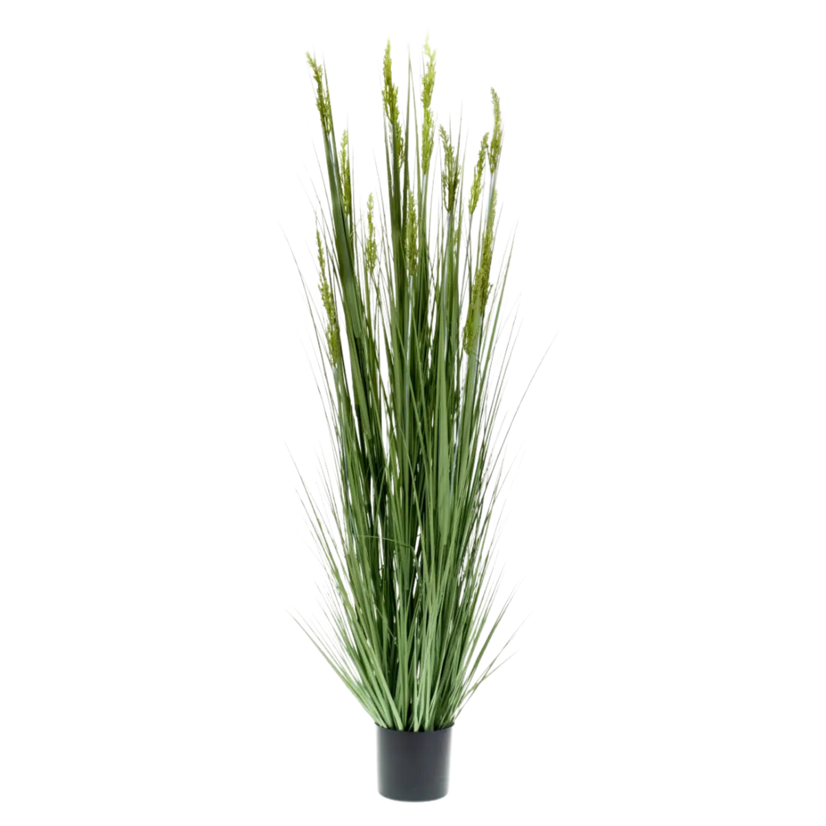 Grain Grass