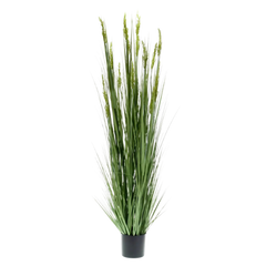 Grain Grass
