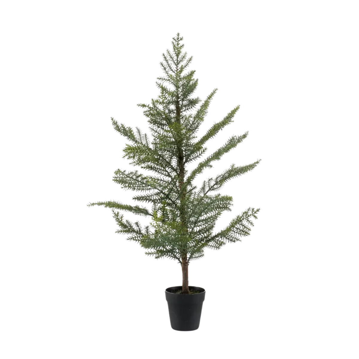 Araucaria in Plastic Pot 95cm