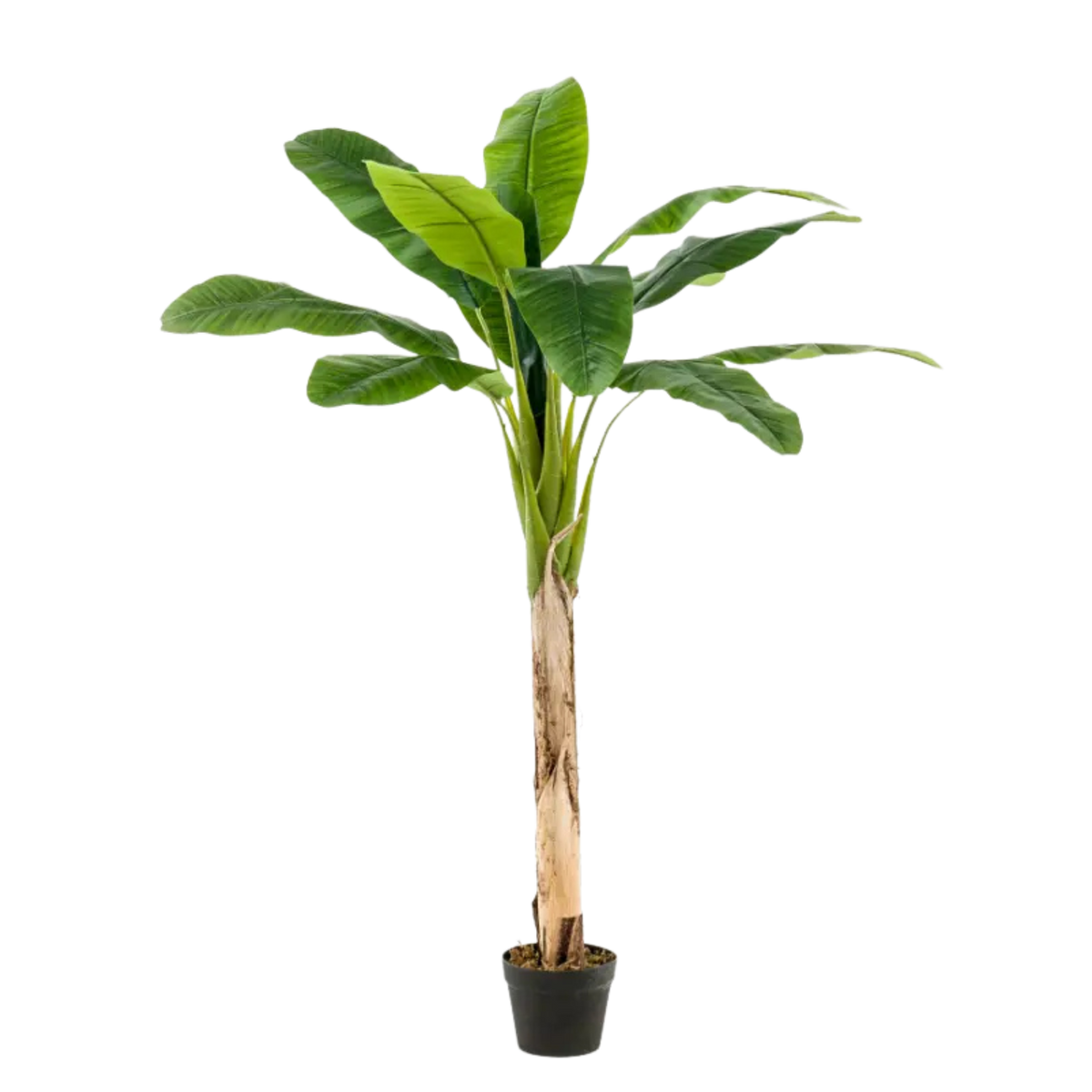 Banana Tree 150cm