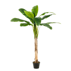 Banana Tree 150cm