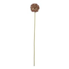 Allium Stem