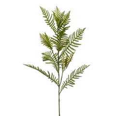 Fern Spray