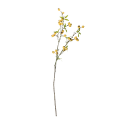 Hawthorn Branch