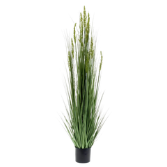 Grain Grass