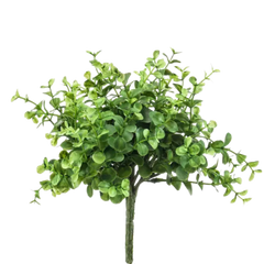 Eucalyptus Bush Compact