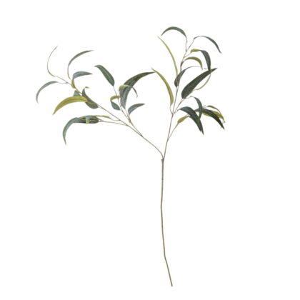 Eucalyptus Stem