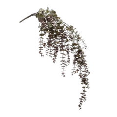 Eucalyptus Hanging Vine