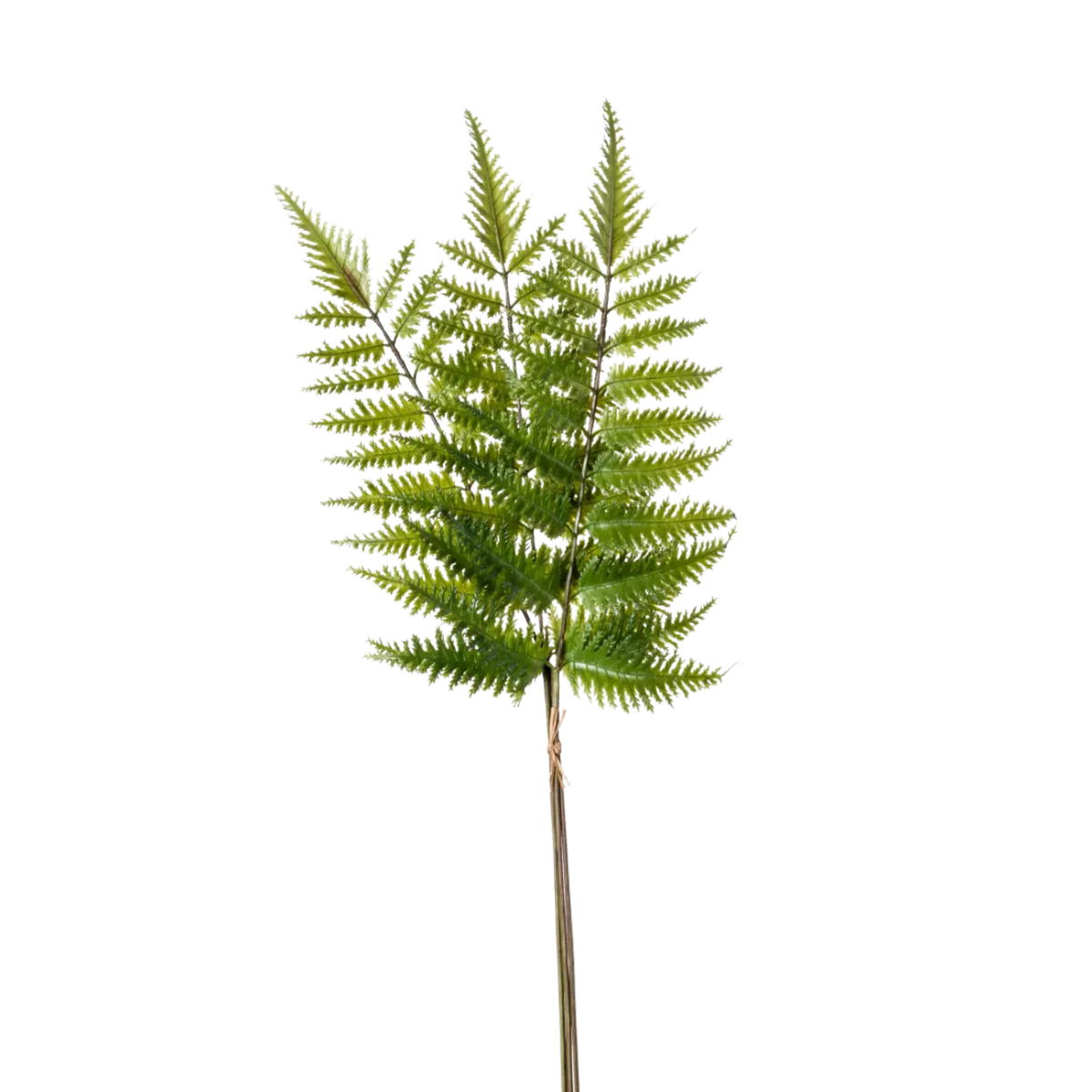 Fern Tree Spray