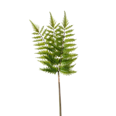 Fern Tree Spray