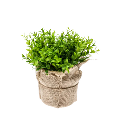 Cress Bush