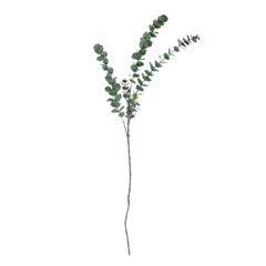 Eucalyptus Stem