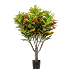 Croton Tree