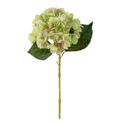 Hydrangea Stem