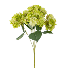 Hydrangea Stem