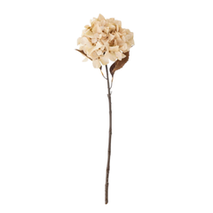 Hydrangea Stem