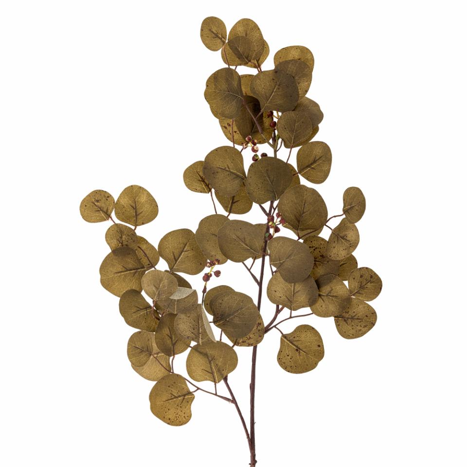 Eucalyptus Stem