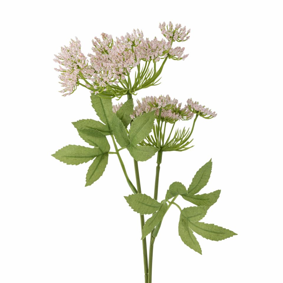 Fennel Stem