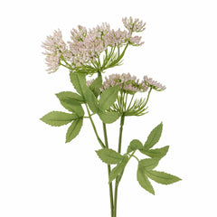 Fennel Stem