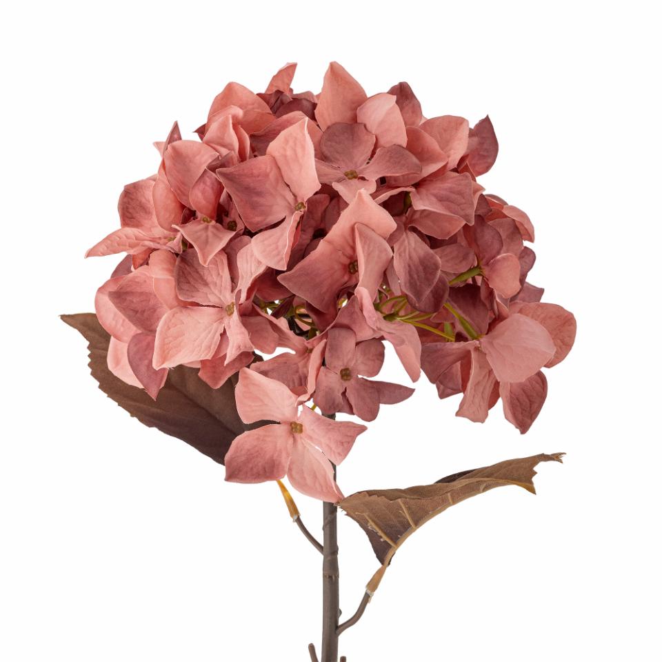 Hydrangea Stem