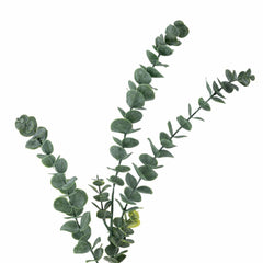 Eucalyptus Stem