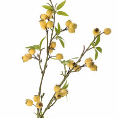 Hawthorn Branch