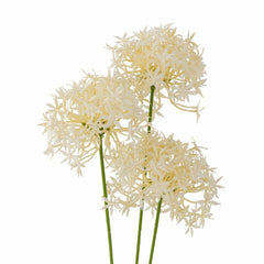 Allium Stem