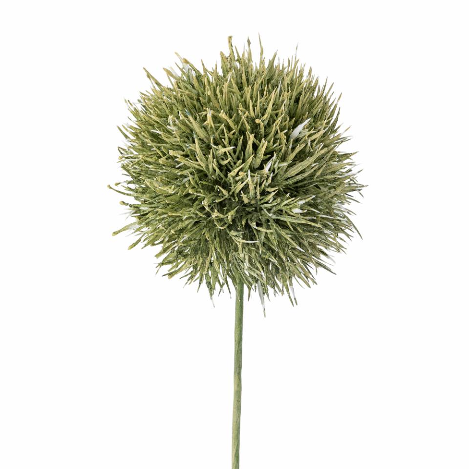 Allium Stem