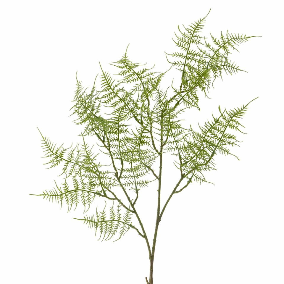 Fern Stem