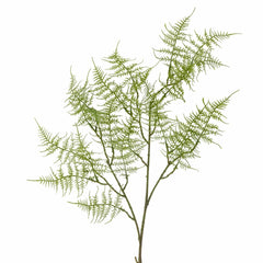Fern Stem